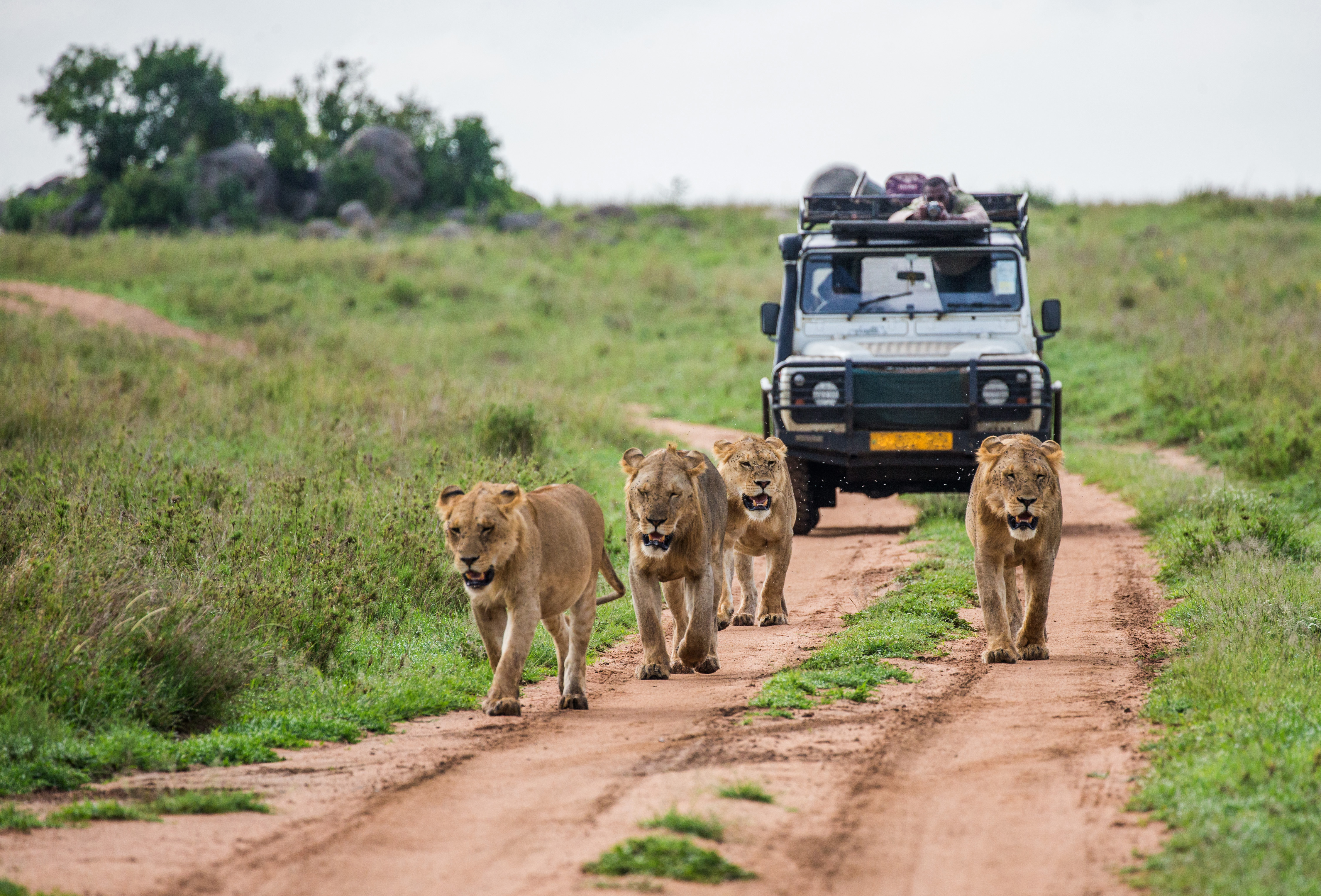 Tailor-made Safaris